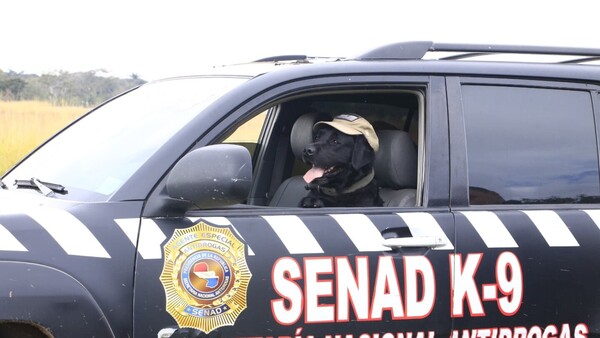 Video: ¡Misión cumplida, Rocky! Se jubila el can antidrogas de la Senad