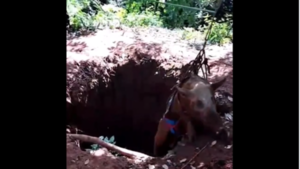 Bomberos de Ypané rescatan a chancho de 200 kilos atrapado en un pozo