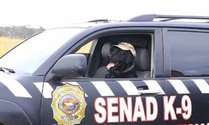 Se jubila Rocky, héroe en la lucha contra el narcotráfico – Prensa 5