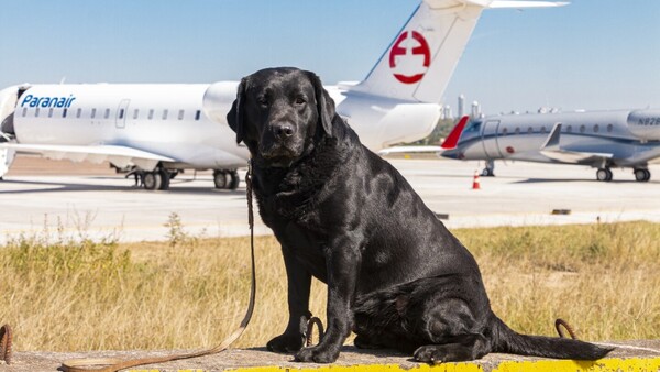 Rocky, el can antidrogas, se jubiló con honores tras 8 años de servicio