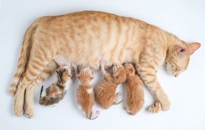 ¿Cuántas crías puede tener un gato en toda su vida?: datos que sorprenden - Mascotas - ABC Color