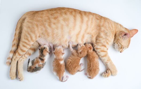 ¿Cuántas crías puede tener un gato en toda su vida?: datos que sorprenden - Mascotas - ABC Color