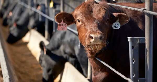 La Nación / Sector ganadero trabaja en la previsibilidad para recuperar el hato