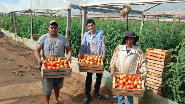 Productores denuncian inoperancia de la DNIT ante ingreso de tomates de contrabando  - Nacionales - ABC Color