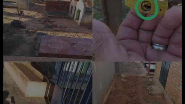 Vacas "rompetumbas" se comieron hasta las flores del camposanto