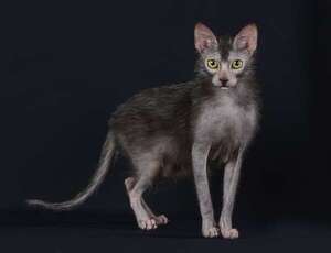Gato Lykoi: el “gato lobo” con look salvaje y corazón tierno - Mascotas - ABC Color