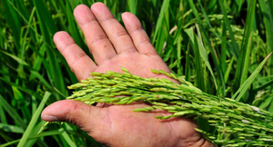 Estiman que en unos 10 años el Chaco tendrá cultivadas unas 500 mil hectáreas de arroz