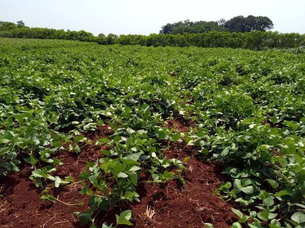 AUDIO: Productores se preparan para minimizar riesgos ante bajas temperaturas - A La Gran 7-30 - ABC Color