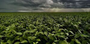 Uni贸n Europea clasifica como riesgo de deforestaci贸n est谩ndar a Argentina, Brasil y Paraguay