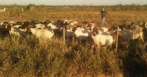 Diario HOY | Senado tratará proyecto que reconoce a los animales como seres vivos con sentimientos