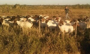 Senado tratará proyecto que reconoce a los animales como seres vivos con sentimientos – Prensa 5