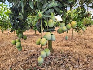 Producción de mango en Paraguay es una alternativa rentable y con potencial, según estudio del MAG - MarketData