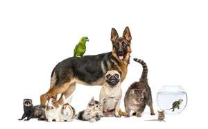 ¿Qué mascota tiene mejor memoria?: comparativa entre razas de perros, gatos y aves - Mascotas - ABC Color