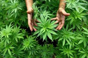 ¿El Senado aprobará la tenencia y producción de plantas de marihuana para uso recreativo? - Política - ABC Color