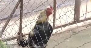 La Nación / Adicto robó un gallo, la familia pagó recompensa para recuperar a Bartolito