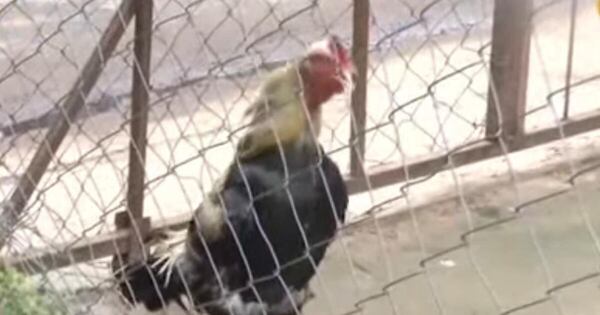 La Nación / Adicto robó un gallo, la familia pagó recompensa para recuperar a Bartolito
