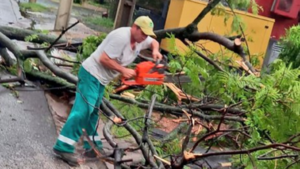 Municipalidad de Asunción reitera números para reporte de árboles caídos y pedido de grúa