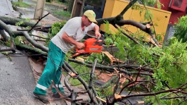 Municipalidad de Asunción reitera números para reporte de árboles caídos y pedido de grúa