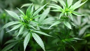 Senado tiene pendiente proyecto de ley para despenalizar cultivo casero de marihuana