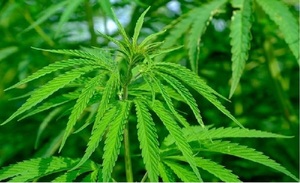 Senado debatirá proyecto de ley para despenalizar el cultivo casero de la marihuana - OviedoPress