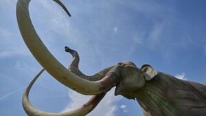 Revelan abundantes restos de mamuts en un yacimiento datado hace 1,8 millones de años