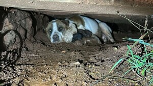 Bomberos rescataron a perrita y a sus 9 cachorritos