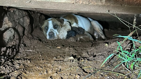 Bomberos rescataron a perrita y a sus 9 cachorritos