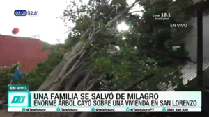 Familia se salva de milagro, tras caída de árbol sobre su vivienda en San Lorenzo