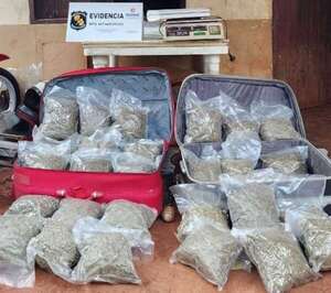 Detienen a portugués con más de 22 kilos de marihuana en Presidente Franco  - ABC en el Este - ABC Color