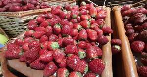 La Nación / Comenzó la temporada: frutilla se comercializa a G. 60.000 el kilo