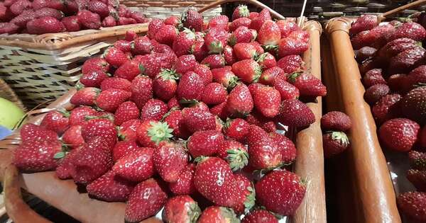 La Nación / Comenzó la temporada: frutilla se comercializa a G. 60.000 el kilo