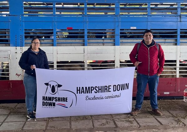 Cabañas paraguayas importan alta genética Hampshire de Argentina