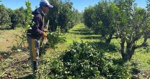 Diario HOY | Itapúa: productores se ven forzados a destruir cultivos de yerba mate por bajos precios