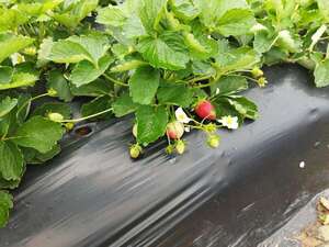 “Humo blanco” a la frutilla en el departamento Central: ¿cuánto costará? - Nacionales - ABC Color