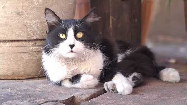 Los gatos son capaces de distinguir a su dueño usando solo el olfato