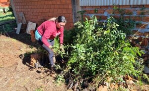 Distribuyen plantines en Mbaracayú como parte de la reforestación