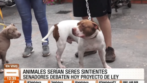 Buscan declarar a los animales como "seres sintientes"