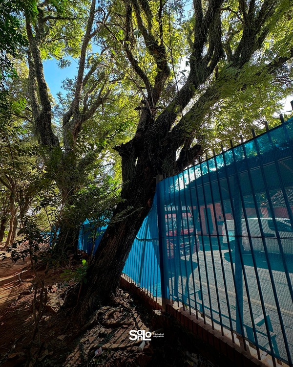 Tormenta afectó gravemente a varios árboles del microcentro, informan - San Lorenzo Hoy