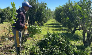 Productores de Itapúa obligados a eliminar cultivos ante precios insostenibles - OviedoPress