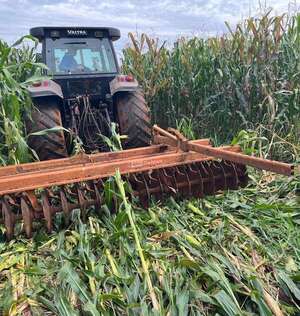 Eliminan cultivo de maíz transgénico en Canindeyú por violar normativa - Nacionales - ABC Color