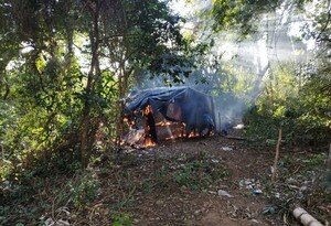 Desmantelan estructuras narco y eliminan 10.000 kilos de marihuana de Reserva del Mbaracayú - .::Agencia IP::.