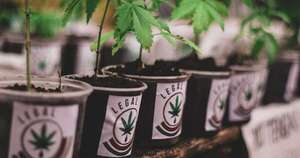 Diario HOY | Rechazan proyecto que autoriza autocultivo de marihuana