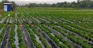 Las primeras frutillas aparecen en mayo, augurando un exitoso año para el rubro