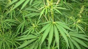Senado rechaza proyecto de ley para legalizar el cultivo casero de marihuana