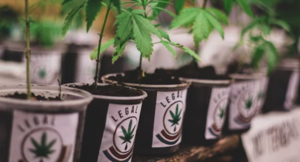 Rechazan proyecto que autoriza autocultivo de marihuana