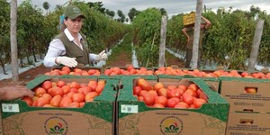 Con asistencia del Mag, producción de tomates logró la “certificación de calidad” • PARAGUAY TV