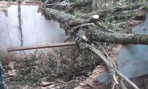 Abuelita se salva de milagro tras caída de frondoso árbol sobre su casa