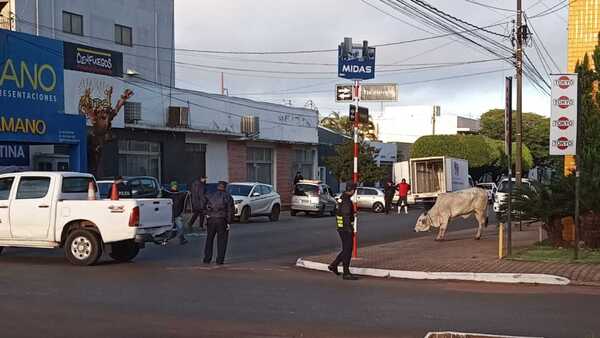 Sacrifican en plena vía pública a una vaca que se escapó de un matadero