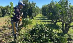 Itapúa: productores se ven forzados a destruir cultivos de yerba mate por bajos precios – Prensa 5