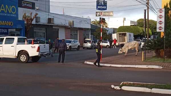 Vaca escapó del matadero y fue faenada en plena calle